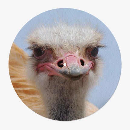 Ostrich Vinyl Slipmat | 12" Original Vinyl Slipmat | Feylt